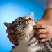 Chronic Pain in Pets